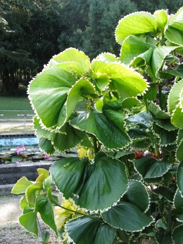 Akalifa en haar vossenstaarten. Zorg thuis. Soorten. Foto