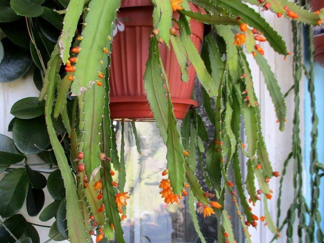 Acantoripalis is een grote en gehoorzame boscactus. Zorg thuis. Foto