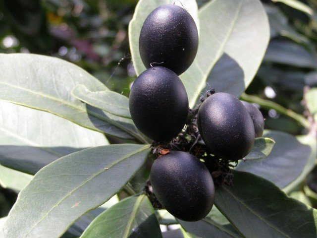 Acocantic is een decoratieve en aromatische binnenboom. Zorg en teelt thuis. Foto