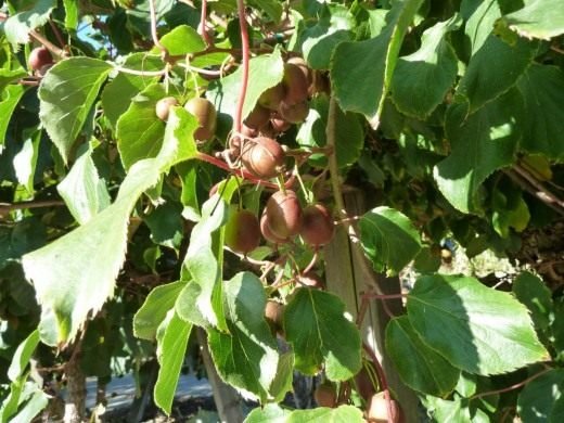 Actinidia - Garden Ray