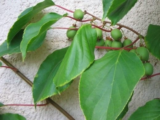 Actinidia - Garden Ray