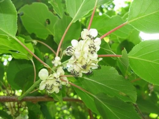 Actinidia - Garden Ray