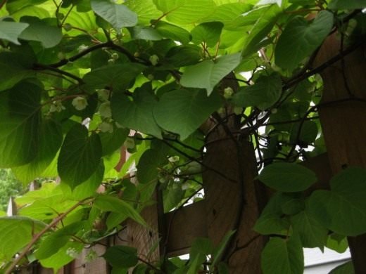 Actinidia - Garden Ray