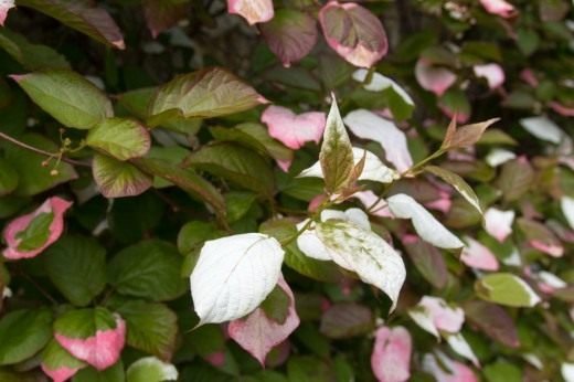 Actinidia - Garden Ray