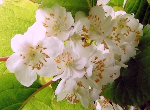 Actinidia - Garden Ray