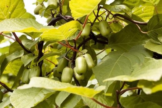 Actinidia - Garden Ray