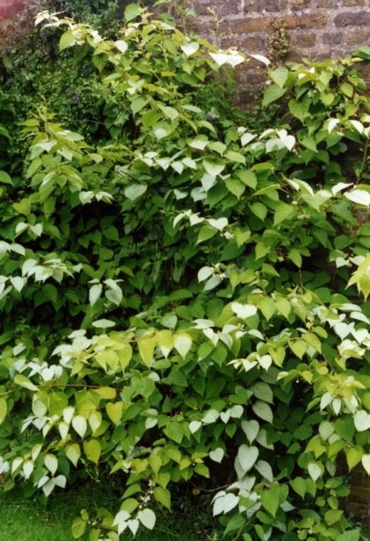 Actinidia - Garden Ray