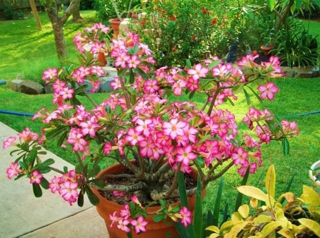 Adenium is een woestijnroos. Zorg, teelt, reproductie, transplantatie thuis. Foto