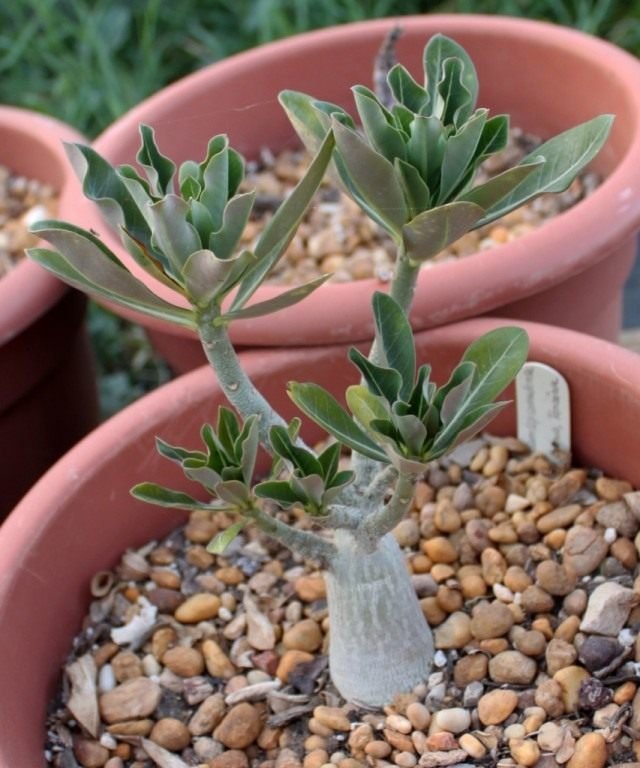 Adenium is een woestijnroos. Zorg, teelt, reproductie, transplantatie thuis. Foto