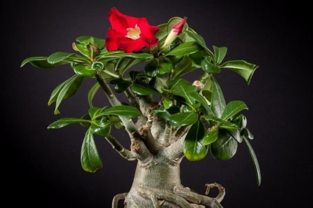 Adenium is een woestijnroos. Zorg, teelt, reproductie, transplantatie thuis. Foto