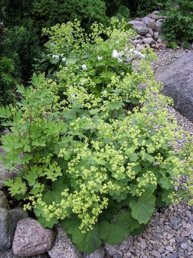 8 beste vaste planten die de hele zomer kunnen bloeien. Wat vele jaren van bloemen lang bloeien. Beschrijving en foto - Pagina 6 van de 10