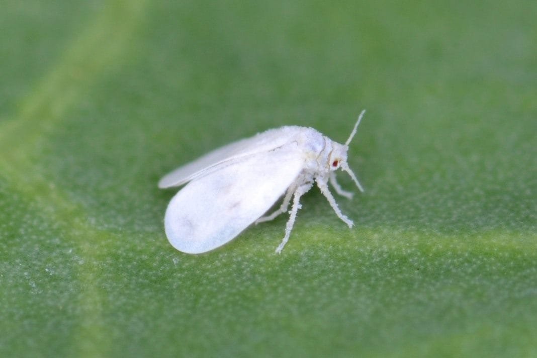 Witte vleugel en maatregelen om de plaag te bestrijden. Hoe kom je van whiteflies af? Foto