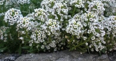 Alissum. Zorg, groeien, reproductie. Decoratief bloemen. Planten voor een Alpine -dia. Bloemen. Forter. Foto.