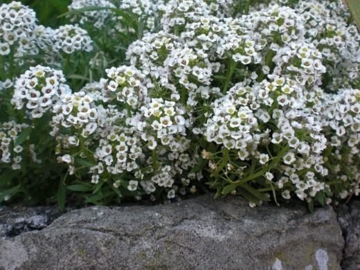 Alissum. Zorg, groeien, reproductie. Decoratief bloemen. Planten voor een Alpine -dia. Bloemen. Forter. Foto.