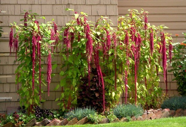 6 Beste jaarlijkse gigantische planten voor een bloementuin. Bloemen. Grote 18 -sizen. Lijst met namen met foto's - pagina 4 van de 7