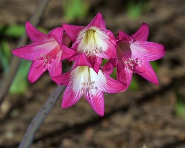 Amarillis belladonna. Zorg, reproductie, teelt thuis. Foto