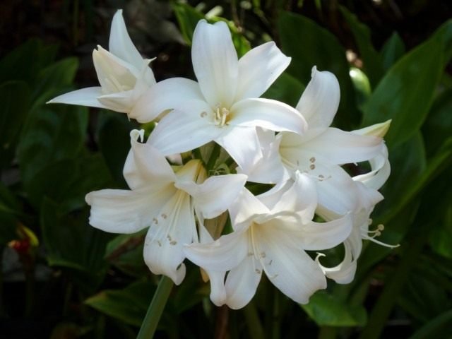 Amarillis belladonna. Zorg, reproductie, teelt thuis. Foto