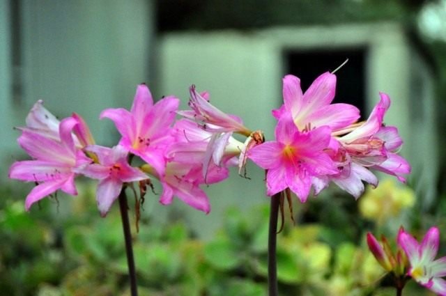 Amarillis belladonna. Zorg, reproductie, teelt thuis. Foto