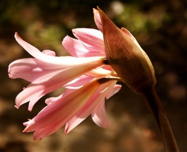 Amarillis belladonna. Zorg, reproductie, teelt thuis. Foto