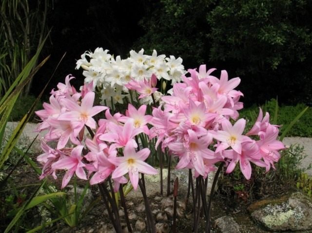 Amarillis belladonna. Zorg, reproductie, teelt thuis. Foto