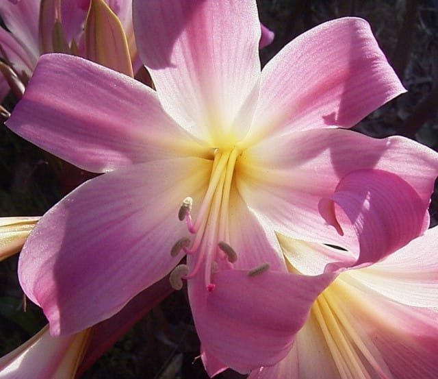 Amarillis Belladonna is een betoverende romanticus. Binnen plant. Zorg thuis. Foto