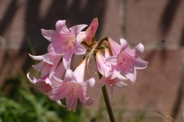 Amarillis Belladonna is een betoverende romanticus. Binnen plant. Zorg thuis. Foto