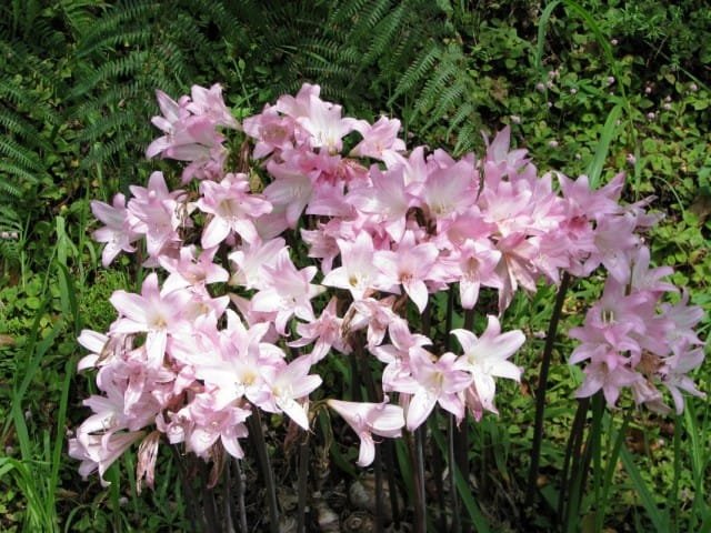 Amarillis Belladonna is een betoverende romanticus. Binnen plant. Zorg thuis. Foto