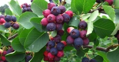 9 van de meest pretentieloze fruitgewassen. Een lijst met fruit- en bessenbomen en struiken vereist geen zorg. Foto - Pagina 4 van de 10