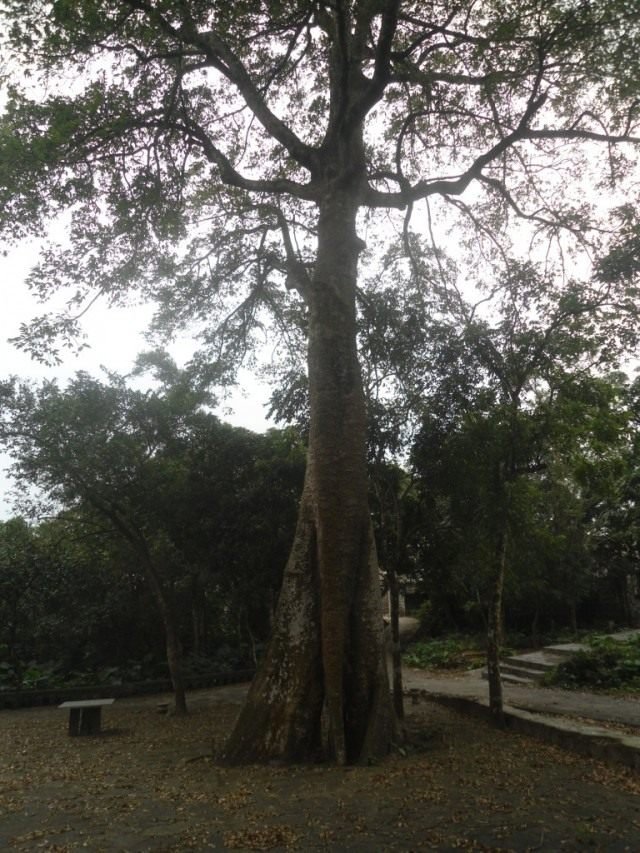 Anchar is een doodsboom. Giftige plant. Foto.