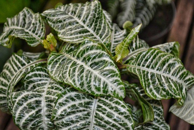 5 binnenplanten met de meest stringente patronen op de bladeren. Lijst met namen met foto - pagina 2 van 7