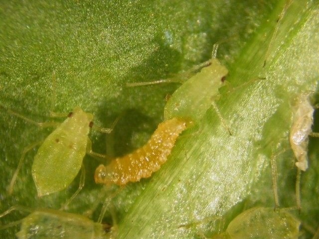 Handige insecten in de tuin. Hoe insecten aan te trekken? Lijst, beschrijving, weergaven, foto's