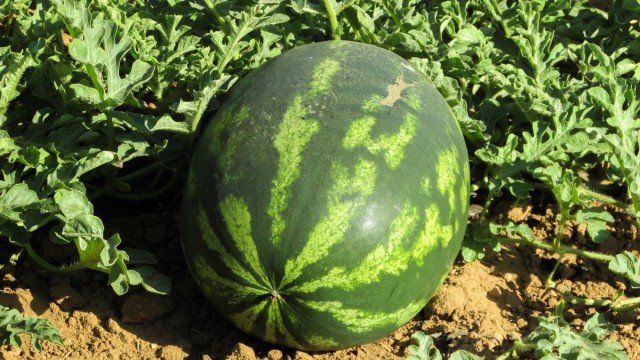 15 Beste nieuwe variëteiten en hybriden van watermeloenen. Lijst met namen met foto's