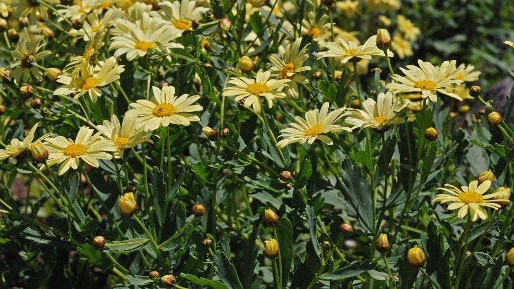 Argirantemom - een struik met super -hobby bloei. Chrysanthemum Margaritic. Planten en zorg. Groeien. Foto