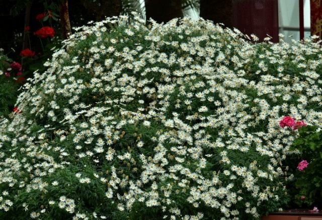 Argirantemom - een struik met super -hobby bloei. Chrysanthemum Margaritic. Planten en zorg. Groeien. Foto