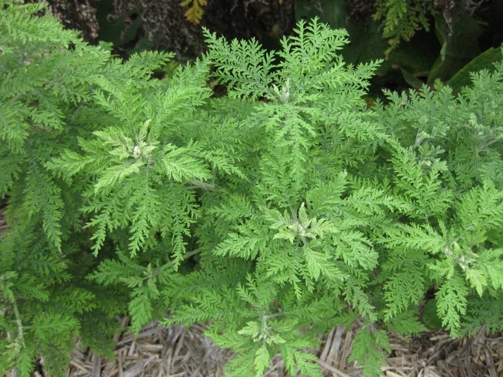 7 medicinale planten voor uw tuin. Foto - pagina 2 van 7