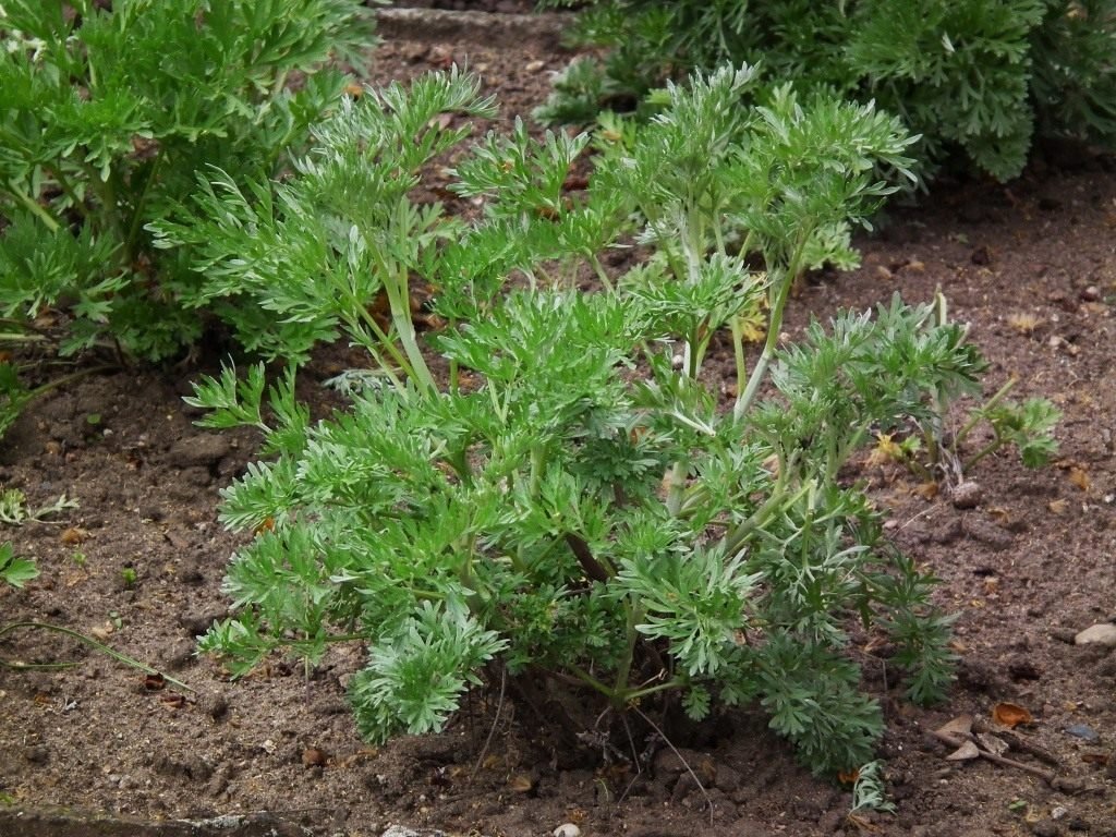 7 medicinale planten voor uw tuin. Foto - pagina 2 van 7