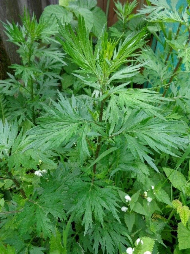 7 medicinale planten voor uw tuin. Foto - pagina 2 van 7