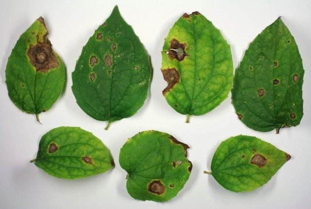 Spots op de bladeren - ascochitosis. Schimmelziekte. Methoden van strijd. Foto