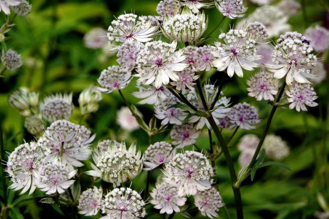 8 beste vaste planten die de hele zomer kunnen bloeien. Wat vele jaren van bloemen lang bloeien. Beschrijving en foto - Pagina 4 van de 10