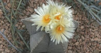 Star Cactus. Astrofitum. Zorg, groeien, reproductie. Foto