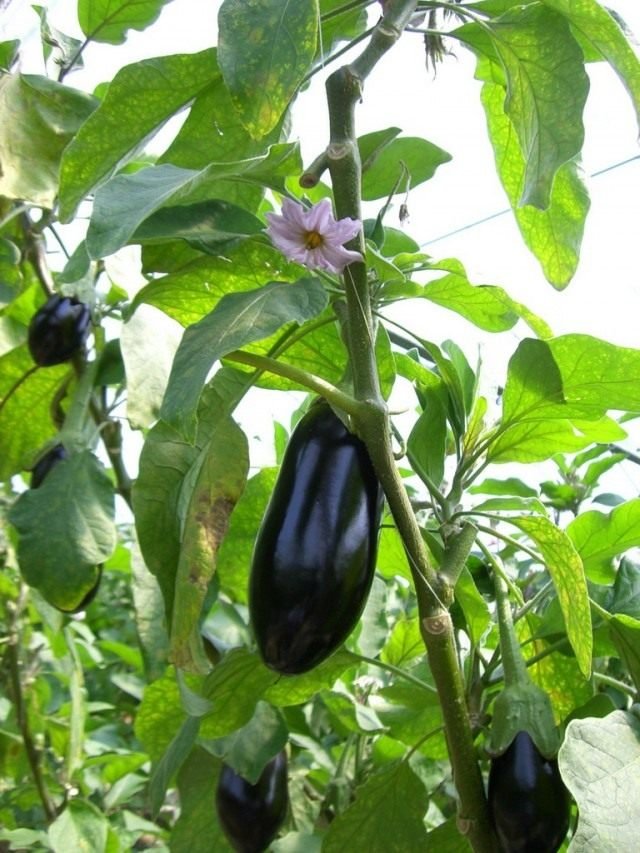 Aubergine - voor groei. De beste variëteiten. Foto