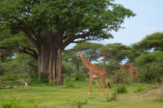 Sanny Savannah - Baobab