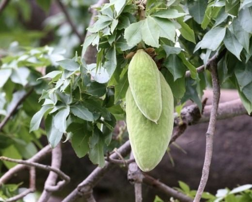 Sanny Savannah - Baobab