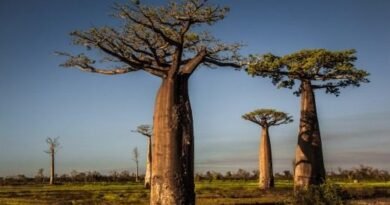 Sanny Savannah - Baobab