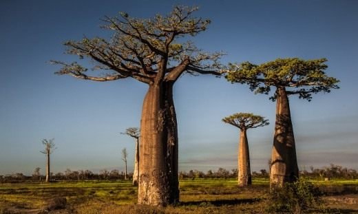 Sanny Savannah - Baobab