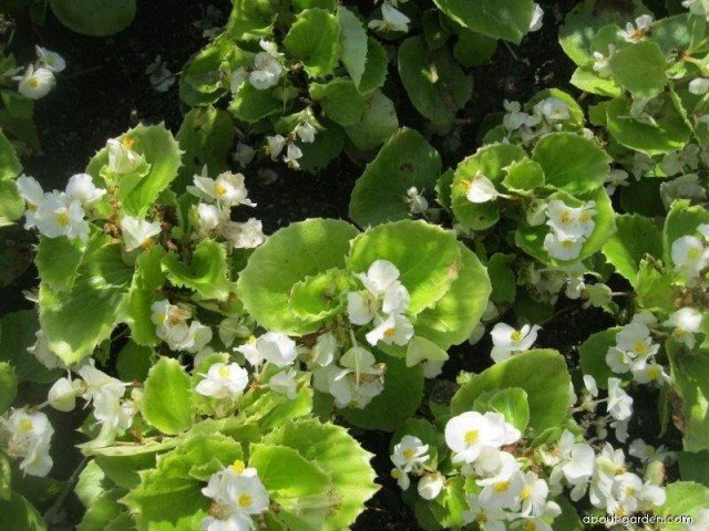 20 Modieuze Begonias. De beste bloeiende en bladverliezende begonnen. Lijst met namen met foto's