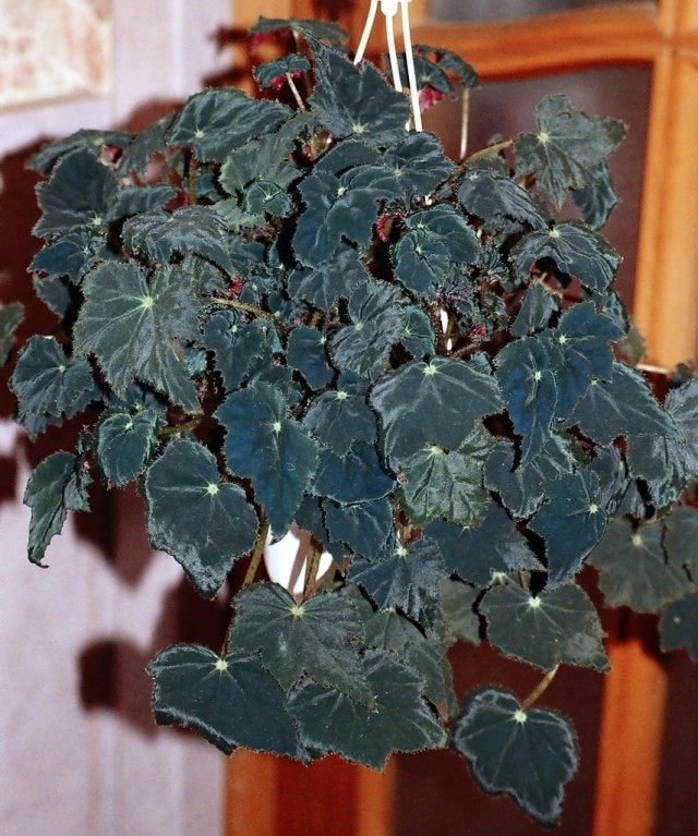 De koningin van de vensterbank is Begonia. Zorg, groeien, reproductie. Foto