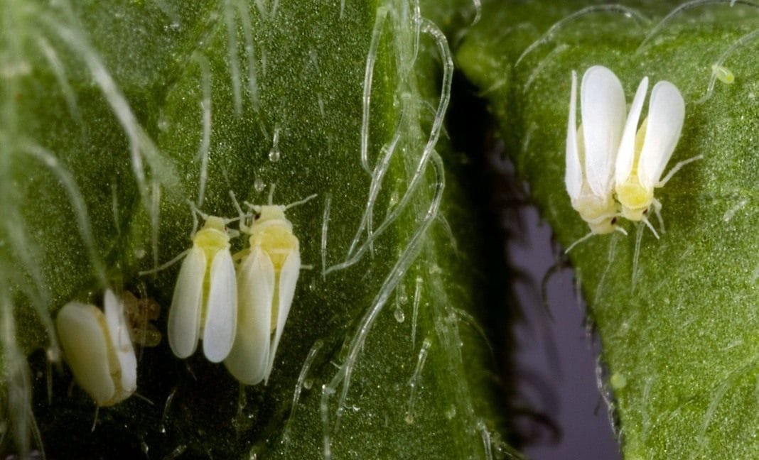 Witte vleugel en maatregelen om de plaag te bestrijden. Hoe kom je van whiteflies af? Foto