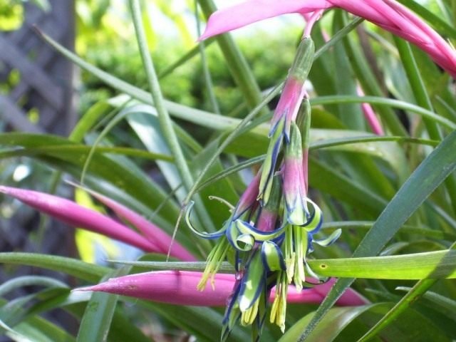 Pretentieloos en toegewijde Bilbergia hangende. Zorg, groeien, reproductie. Foto