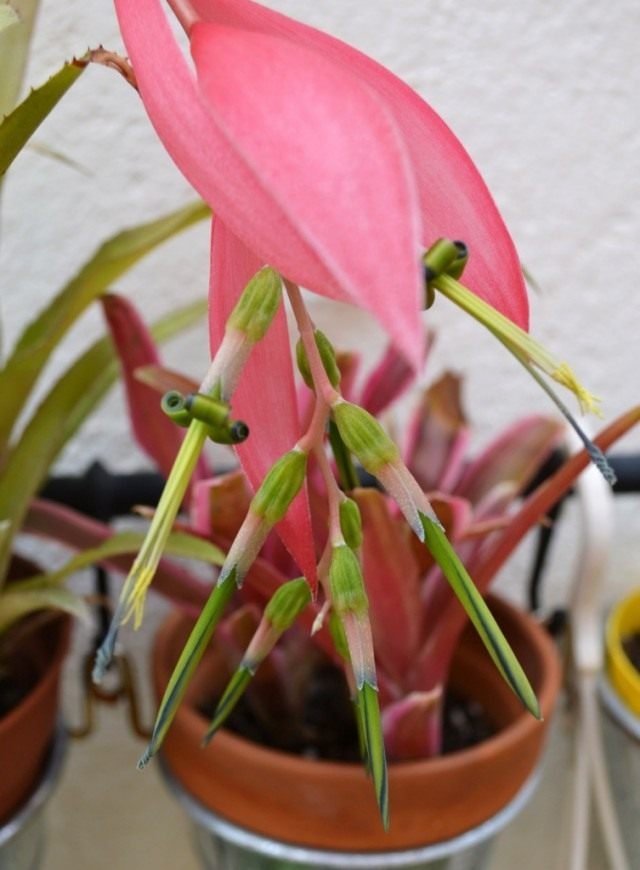 Pretentieloos en toegewijde Bilbergia hangende. Zorg, groeien, reproductie. Foto